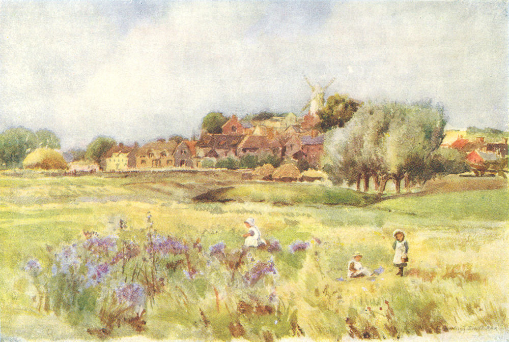 ESSEX. Gathering Vetch at Ramsey, Harwich 1909 old antique print picture